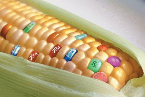 Mập mờ nguồn gốc thực phẩm biến đổi gen