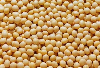 9 công dụng chữa bệnh ít biết của hạt đậu nành