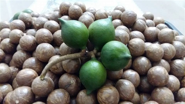 Hạt Macca giá bao nhiêu?