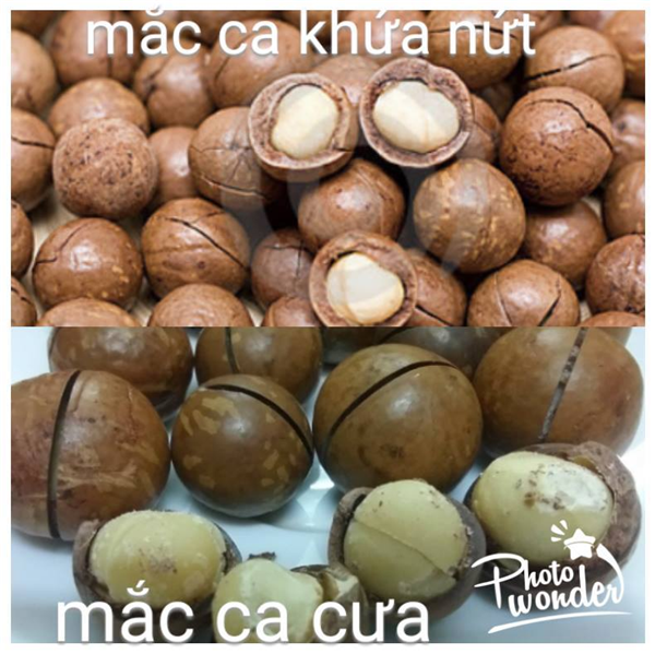 Phân biệt hạt mắc ca khứa nứt và mắc ca cưa